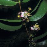 Mouriri guianensis Flower