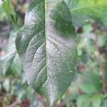 Euonymus europaeusBlad