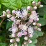 Cyrtocymura scorpioides Flower