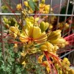 Caesalpinia gilliesii 花