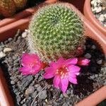Rebutia minuscula Цвят