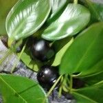 Garcinia mangostana फल