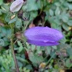 Campanula trachelium Fleur