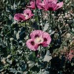 Papaver somniferum Fiore