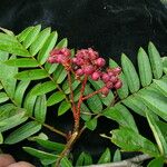 Sorbus himalaica Habitus