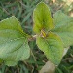 Acanthospermum australe Leaf