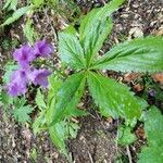 Cardamine pentaphyllos 花