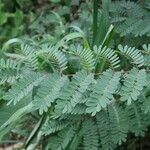 Caesalpinia decapetala Frunză