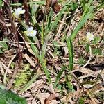 Pinguicula alpina Flor