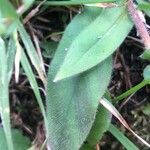 Pulmonaria longifolia Blad