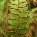 Adiantum hispidulum Frucht