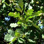 Quercus robur Blad