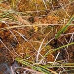 Scheuchzeria palustris Blomst