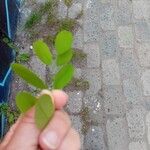 Robinia hispida Hoja