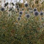 Echinops ritroVirág