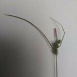 Carex pallescens 花