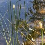 Eleocharis macrostachya Habit