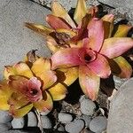 Neoregelia carolinae Листок