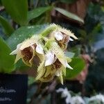 Dendrobium macrophyllumFloare