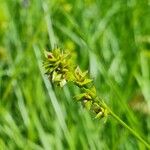 Carex spicata Fruct