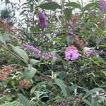 Buddleja japonicaΛουλούδι