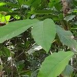 Treculia africana 葉