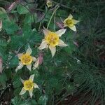 Aquilegia pubescensFlower