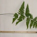 Polybotrya caudata Other