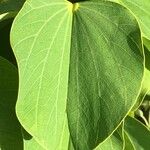 Bauhinia monandra Feuille