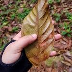 Minquartia guianensis Blatt