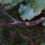 Dombeya burgessiae Bark