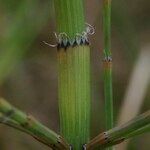 Equisetum × moorei Kôra