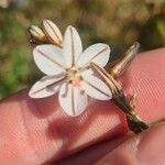 Asphodelus fistulosus 花