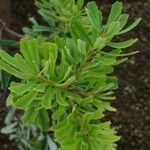 Banksia marginata Leaf