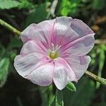 Convolvulus cantabrica പുഷ്പം