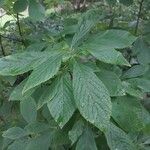 Clethra alnifolia Blad