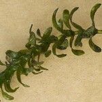 Elodea nuttallii Fulla