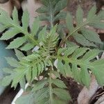 Erechtites valerianifolius 葉