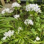 Allium trifoliatum Blomma