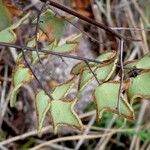 Hemionitis calomelanos Ŝelo