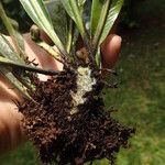 Asplenium africanum Other