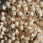 Allium atroviolaceum x Allium polyanthum Mbuma