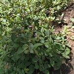 Desmodium intortum Blüte