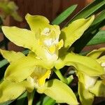 Cymbidium lowianum Květ