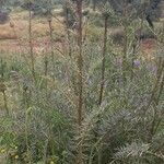 Cynara humilis Hoja