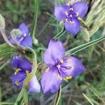 Tradescantia occidentalis Květ