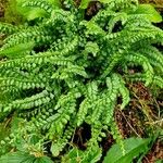 Asplenium viride Habitat