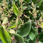 Ligustrum japonicum 花