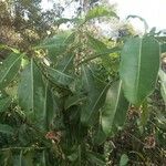 Cryptostegia madagascariensis Leaf