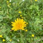 Sonchus maritimus 花